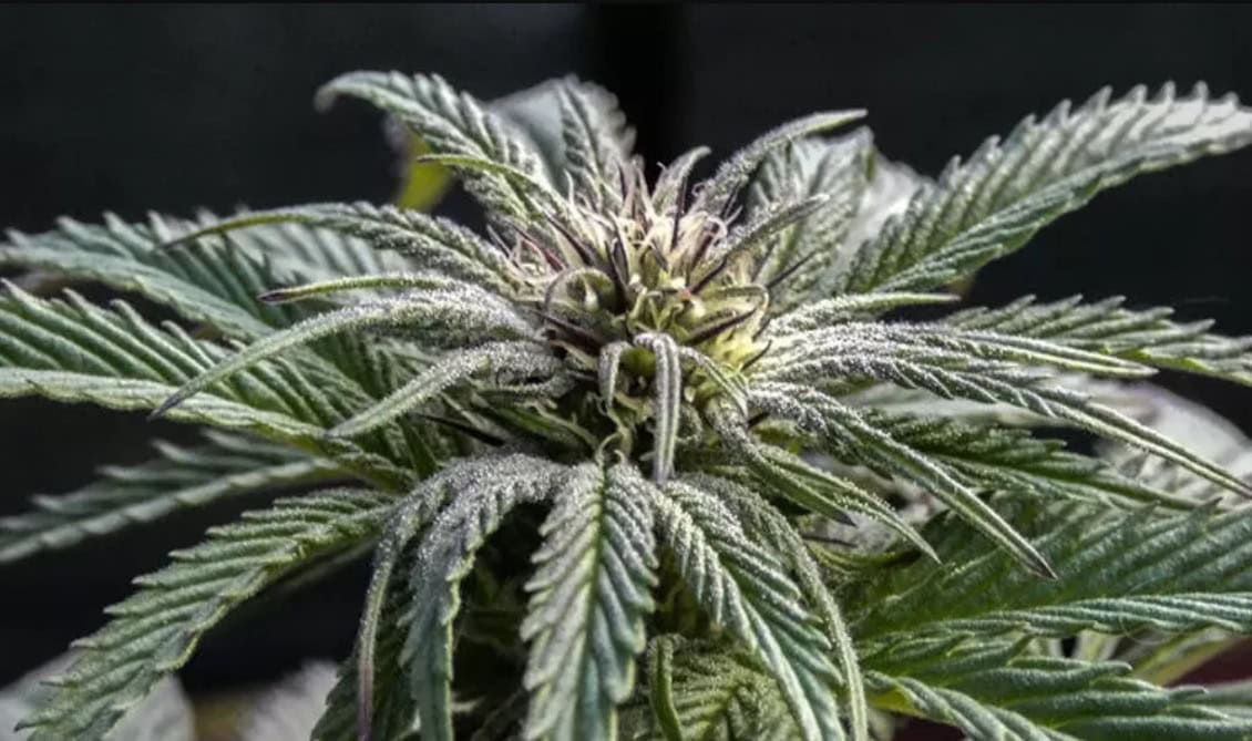 Kanabinoidy sú dôležitou súčasťou rastliny Konopa siata