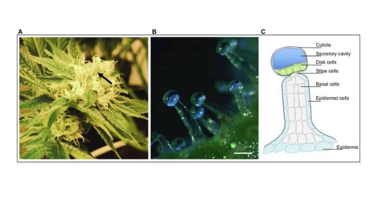 Trichómy vytvárajú kanabinoidy, terpény aj flavonoidy