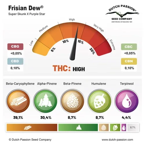 Frisian Dew FEM Dutch Passion, 3 seeds ifno