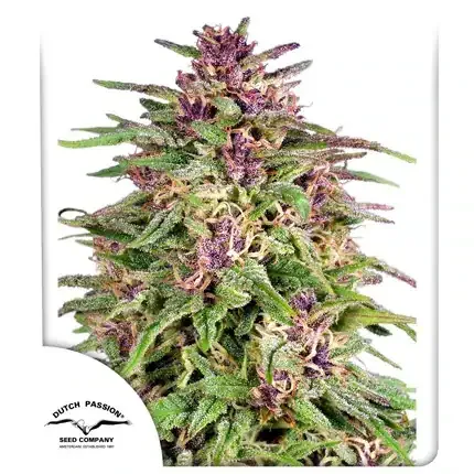 Frisian Dew FEM Dutch Passion, 3 semená konope