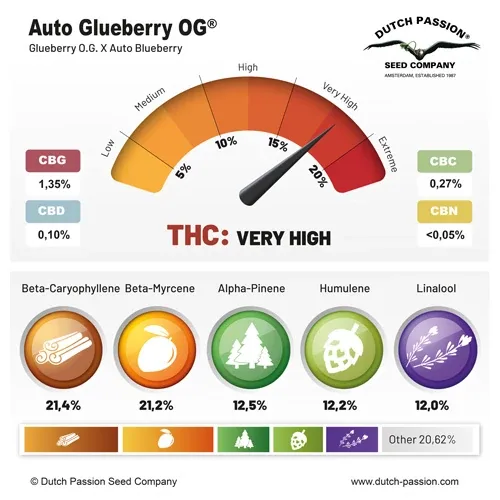 Glueberry O.G. AUTO Dutch Passion, 3 seeds info