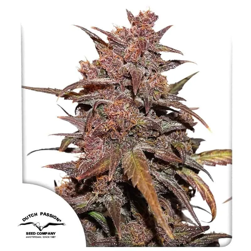 CBD Auto Blackberry Kush Dutch Passion, 3 semená konope