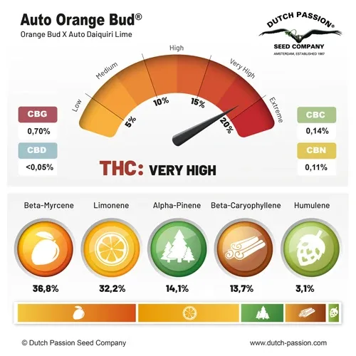 Auto Orange Bud Dutch Passion, 3 seeds info