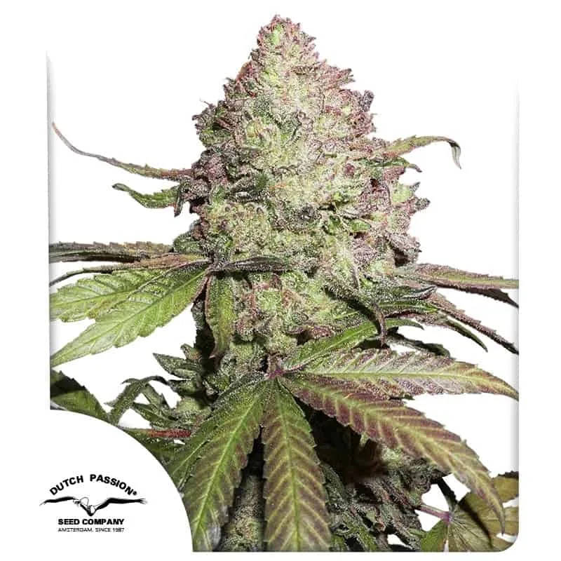 CBD Auto Charlotte’s Angel Dutch Passion, 3 semená konope