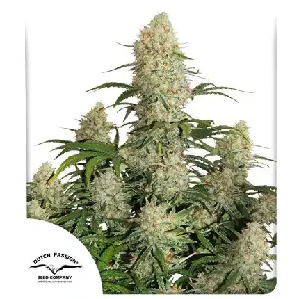 Critical Orange Punch AUTO Dutch Passion, 3 semená konope
